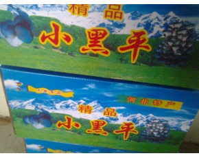 優(yōu)質(zhì) 姬菇 小平菇