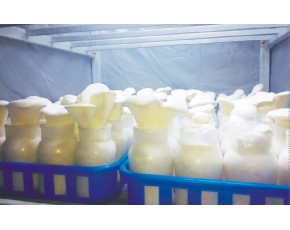 提供LED食用菌照明燈、生長燈，36V規(guī)格5W、12W、18W，防水等級IP76.質(zhì)保3年