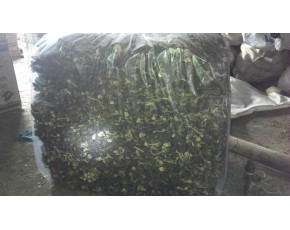 廣昌茶樹菇5號，廣昌茶樹菇3號