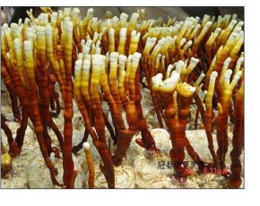 鹿茸靈芝