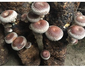 大量供應(yīng)808香菇