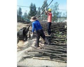 河南 洛陽 供應(yīng)香菇木屑，純栗木（櫟木）