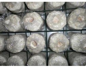 食用菌網(wǎng)格、網(wǎng)架