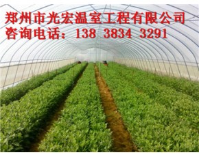 蔬菜大棚建造團(tuán)隊(duì)新鄉(xiāng)簡易大棚建設(shè)基地