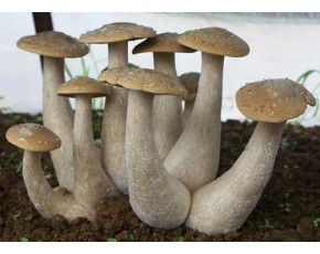 金鞭口蘑、虎奶菇
