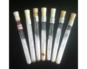 食用菌菌種 金針菇試管母種 一級(jí)菌種 毛柄金錢菌 冬菇 金菇