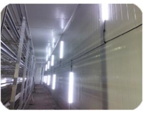 >5年壽命，3年質(zhì)保，高品質(zhì)產(chǎn)品，志誠-LED食用菌菇房照明系統(tǒng)規(guī)劃師
