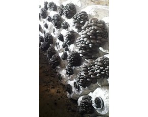 求購沈陽附近平菇15041488310