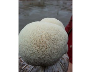 猴頭菇菌種、菌棒、原種 、母種