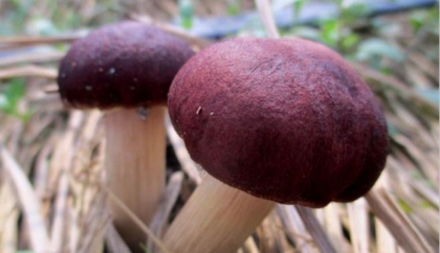 內(nèi)蒙古：草原傳福食用菌基地大球蓋菇長勢喜人
