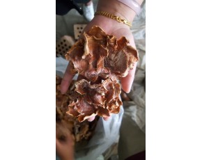 基地直供干榆耳 食用菌批發(fā)