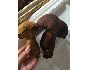 成都野生牛肝菌供應商|成都野生菌松茸松露|羊肚牛肝菌批發(fā)零售