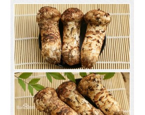 成都野生牛肝菌供應商|成都野生菌松茸松露|羊肚牛肝菌批發(fā)零售