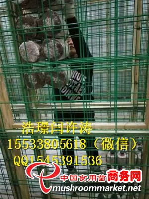 出菇網(wǎng)格網(wǎng)架
