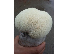 猴頭菇菌種、菌棒、原種、母種