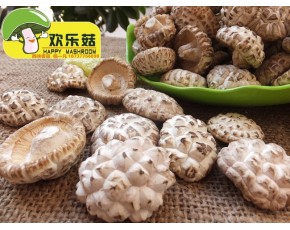 西峽歡樂菇3-4cm頂級白花菇