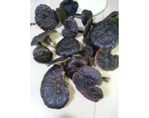 野生黑靈芝