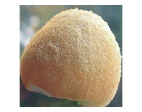 藏嶺蓯珍全國供應優(yōu)質猴頭菇