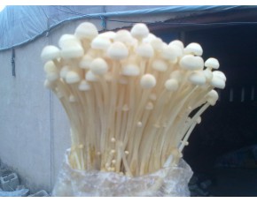 金針菇菌種、菌棒、原種、母種、菌包
