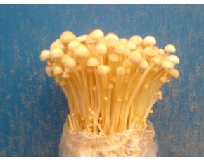 金針菇菌種、菌棒、原種、母種、菌包
