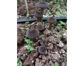 雞樅菌種