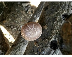 基地直供野生香菇干量大，歡迎來人來電咨詢
