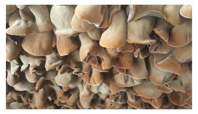 山東：魚(yú)臺(tái)毛木耳順利通過(guò)國(guó)家地理標(biāo)志產(chǎn)品保護(hù)認(rèn)證