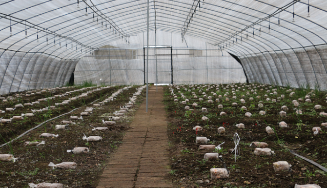 甘肅：舟曲縣羊肚菌種植示范基地栽培喜獲成功