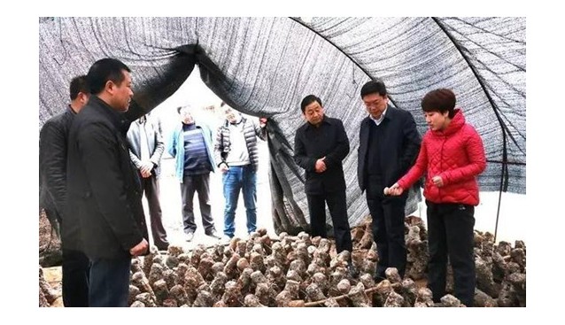 甘肅：兩當縣領(lǐng)導深入鄉(xiāng)鎮(zhèn)調(diào)研食用菌產(chǎn)業(yè)發(fā)展情況