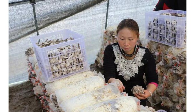 河南：信陽起農(nóng)農(nóng)業(yè)專業(yè)合作社種植姬菇 喜獲豐收