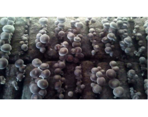 香菇鮮品