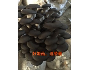 好姬菇，選榮善