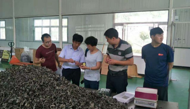 甘肅：省農(nóng)牧廳領(lǐng)導(dǎo)考察康縣興源土特產(chǎn)公司食用菌及其他農(nóng)產(chǎn)品情況