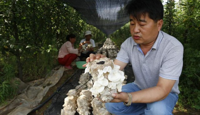 河南三門峽盧氏縣示范栽培菌中“白富美”成功