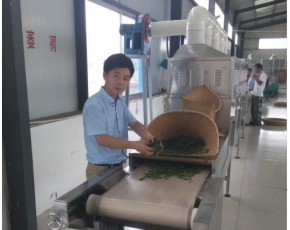 日照綠茶微波殺青機技術專利,優(yōu)質科弘品牌供應廠家
