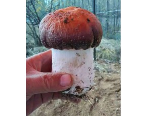 大球蓋菇菌種