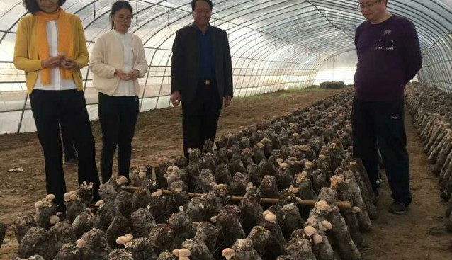 河南：文晴博士調(diào)研世紀(jì)香工廠化生產(chǎn)基地和食用菌產(chǎn)業(yè)扶貧基地
