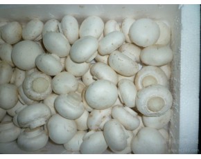 福建雙孢菇
