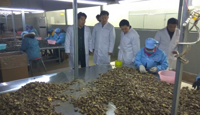 河南：省科技廳農(nóng)村處李錦輝處長、黃永峰副處長到九龍公司羊肚菌星創(chuàng)天地檢查指導(dǎo)工作