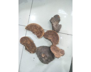 桑黃供應(yīng)