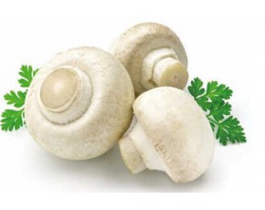 雙孢菇茶樹(shù)菇姬松茸