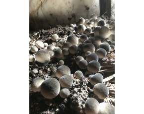 食用菌草菇栽培技術(shù)培訓(xùn)班常年招生