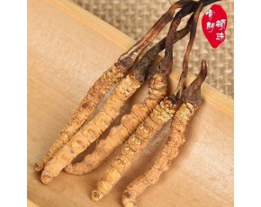 冬蟲(chóng)夏草的價(jià)格