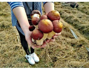 干、鮮球蓋菇