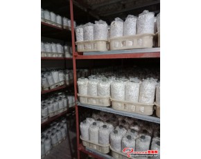 長期供應黑皮雞樅菌包