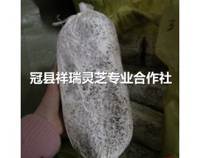 靈芝菌種