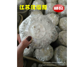 黑皮雞樅菌包，好品質、高產(chǎn)量、大收獲