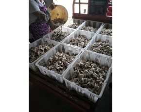 工廠化秀珍菇