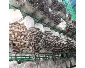 甘肅省食用菌出菇架 現(xiàn)代化蘑菇出菇房網(wǎng)格架 平菇立體架子