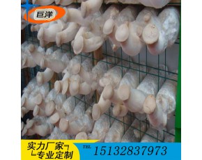 江西省綠色蘑菇網(wǎng)片 現(xiàn)代化大棚出菇網(wǎng)格架 食用菌規(guī)?；B(yǎng)殖架